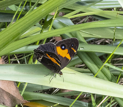 Tisiphone abeona Swordgrass Brown Australia,Geotagged,Summer,Swordgrass brown,Tisiphone abeona