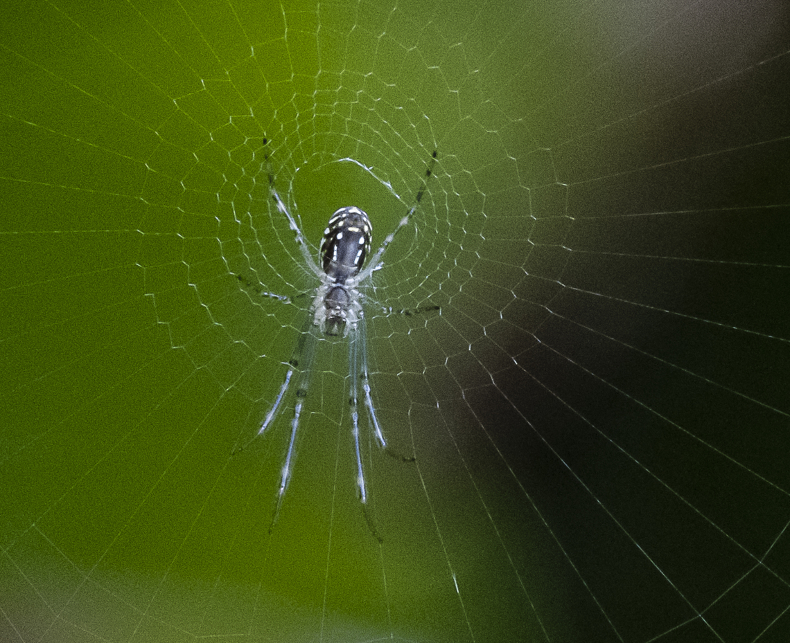 Silver Orb Spider - Leucauge dromedaria Orbweaver Australia,Geotagged,Humped silver orb spider,Leucauge dromedaria,Summer