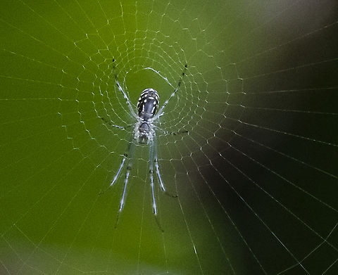 Silver Orb Spider - Leucauge dromedaria Orbweaver Australia,Geotagged,Humped silver orb spider,Leucauge dromedaria,Summer