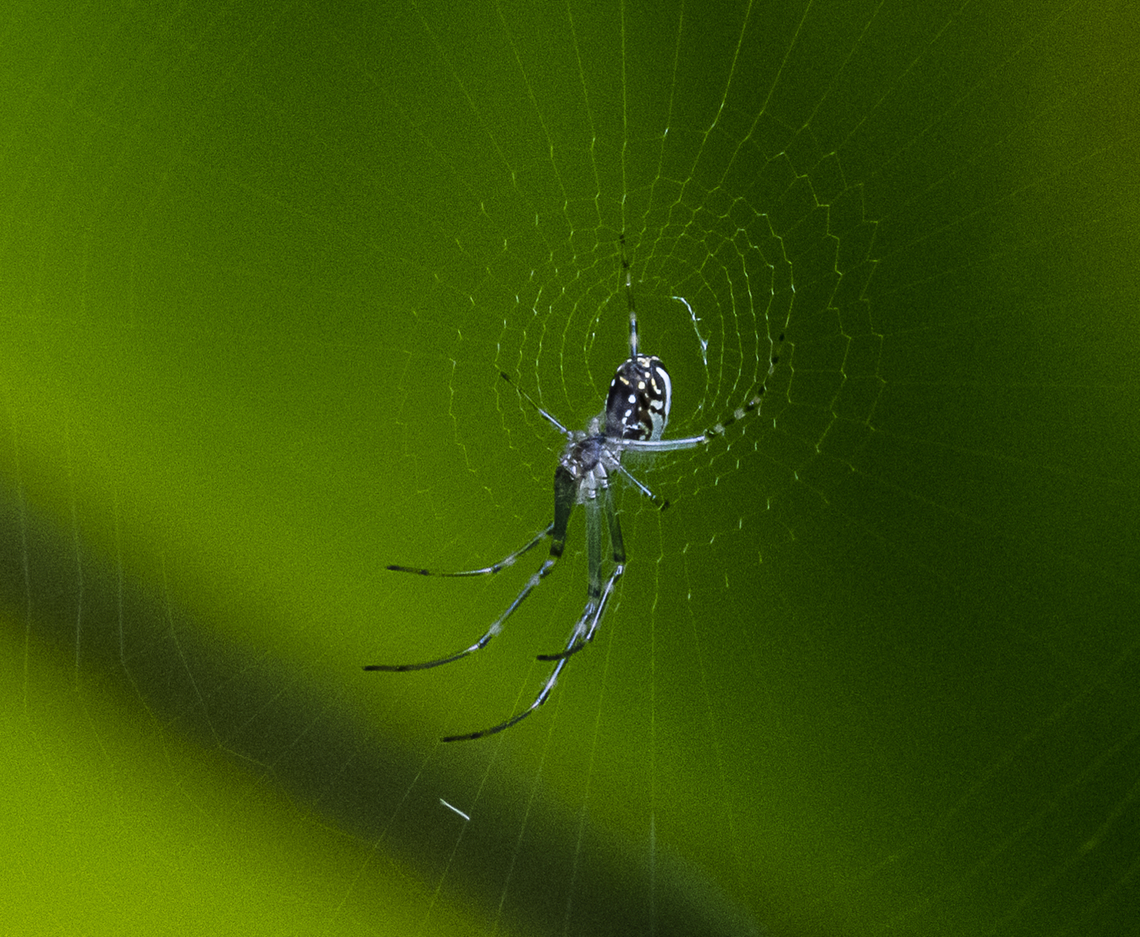 Silver Orb Spider - Leucauge dromedaria  Australia,Geotagged,Humped silver orb spider,Leucauge dromedaria,Summer