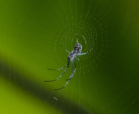 Silver Orb Spider - Leucauge dromedaria  Australia,Geotagged,Humped silver orb spider,Leucauge dromedaria,Summer
