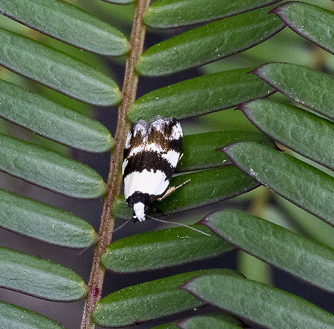 Zonopetala clerota  Australia,Geotagged,Summer,Zonopetala clerota
