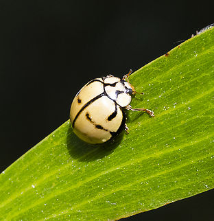 Tortoise-shelled ladybird - Harmonia testudinaria  Australia,Geotagged,Harmonia testudinaria,Summer,Tortoise-shelled ladybird,Winter