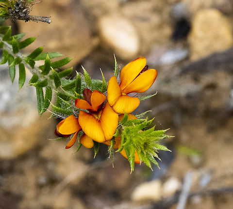 Phyllota squarrosa Dense phyllota Australia,Geotagged,Phyllota squarrosa,Summer