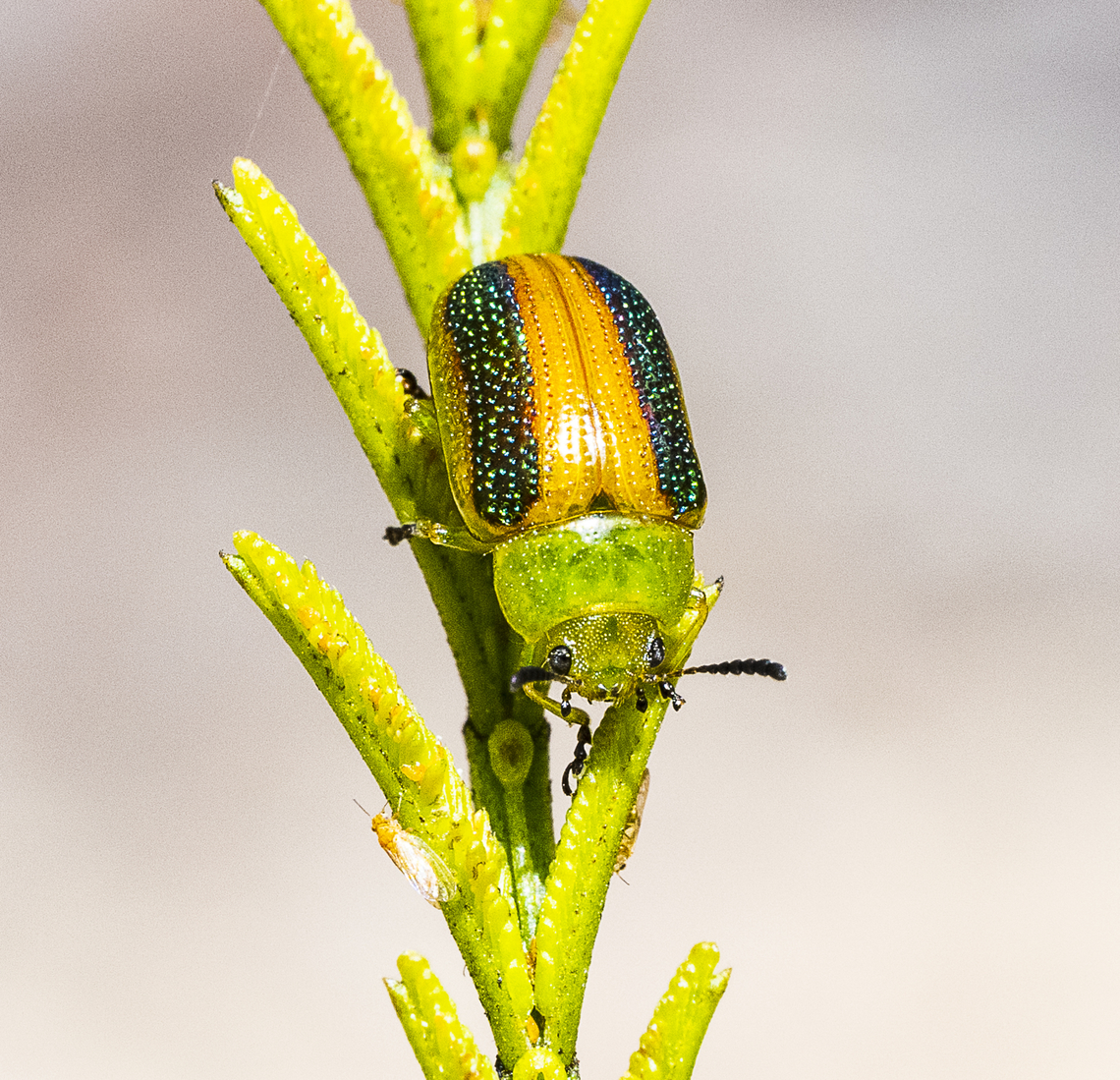 Calomela parilis  Australia,Calomela parilis,Geotagged,Summer