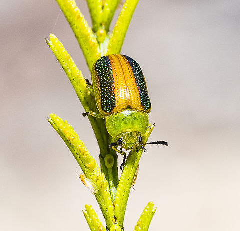 Calomela parilis  Australia,Calomela parilis,Geotagged,Summer
