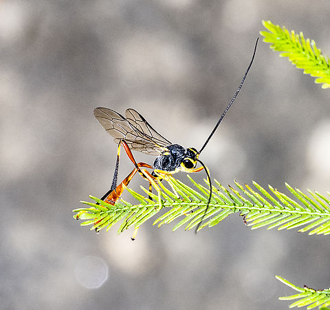 Ichneumonid Wasp  Australia,Geotagged,Summer