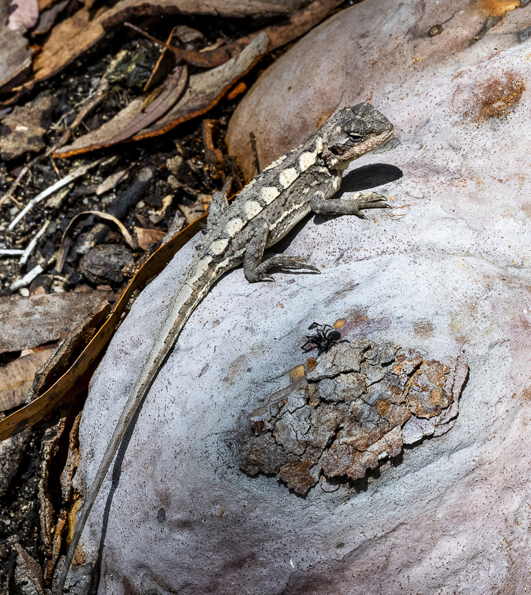 Mountain Dragon - Rankinia diemensis An eye on the prey and not on me Australia,Geotagged,Mountain Dragon,Rankinia diemensis,Summer