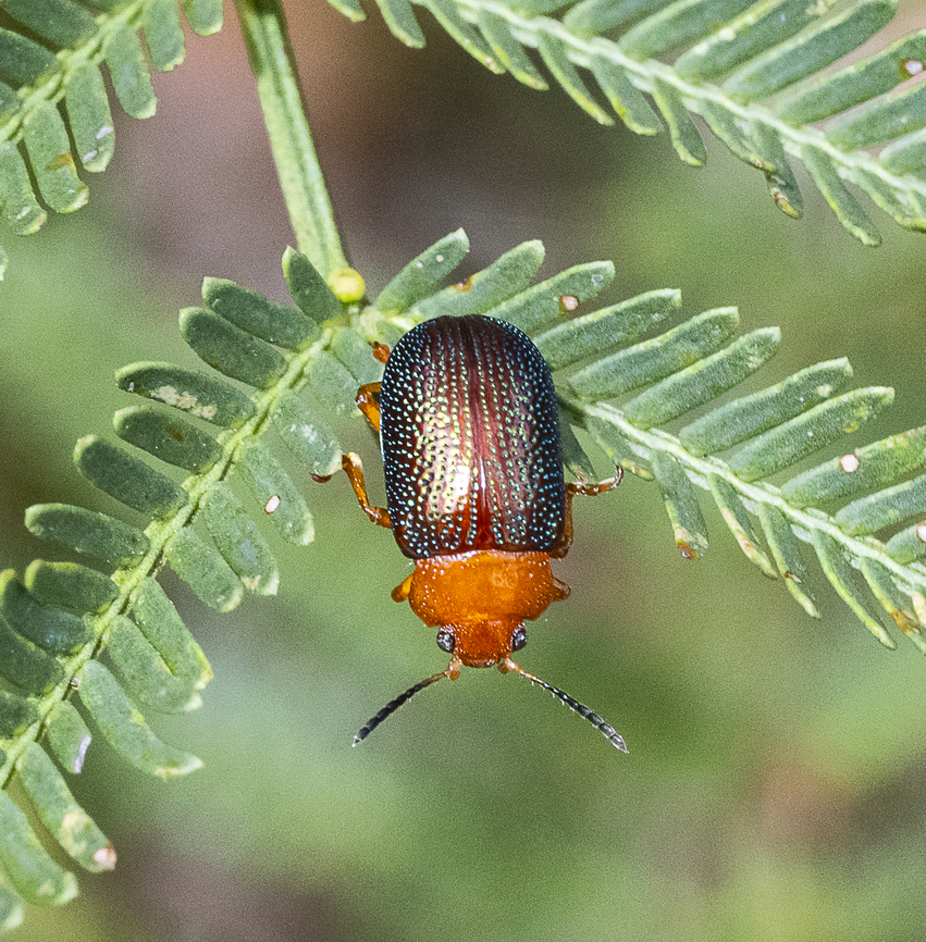 Calomela ioptera  Australia,Calomela ioptera,Geotagged,Summer
