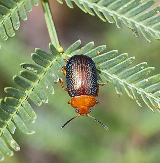 Calomela ioptera  Australia,Calomela ioptera,Geotagged,Summer