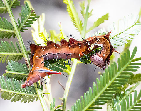 Neola semiaurata  Australia,Geotagged,Neola semiaurata,Summer