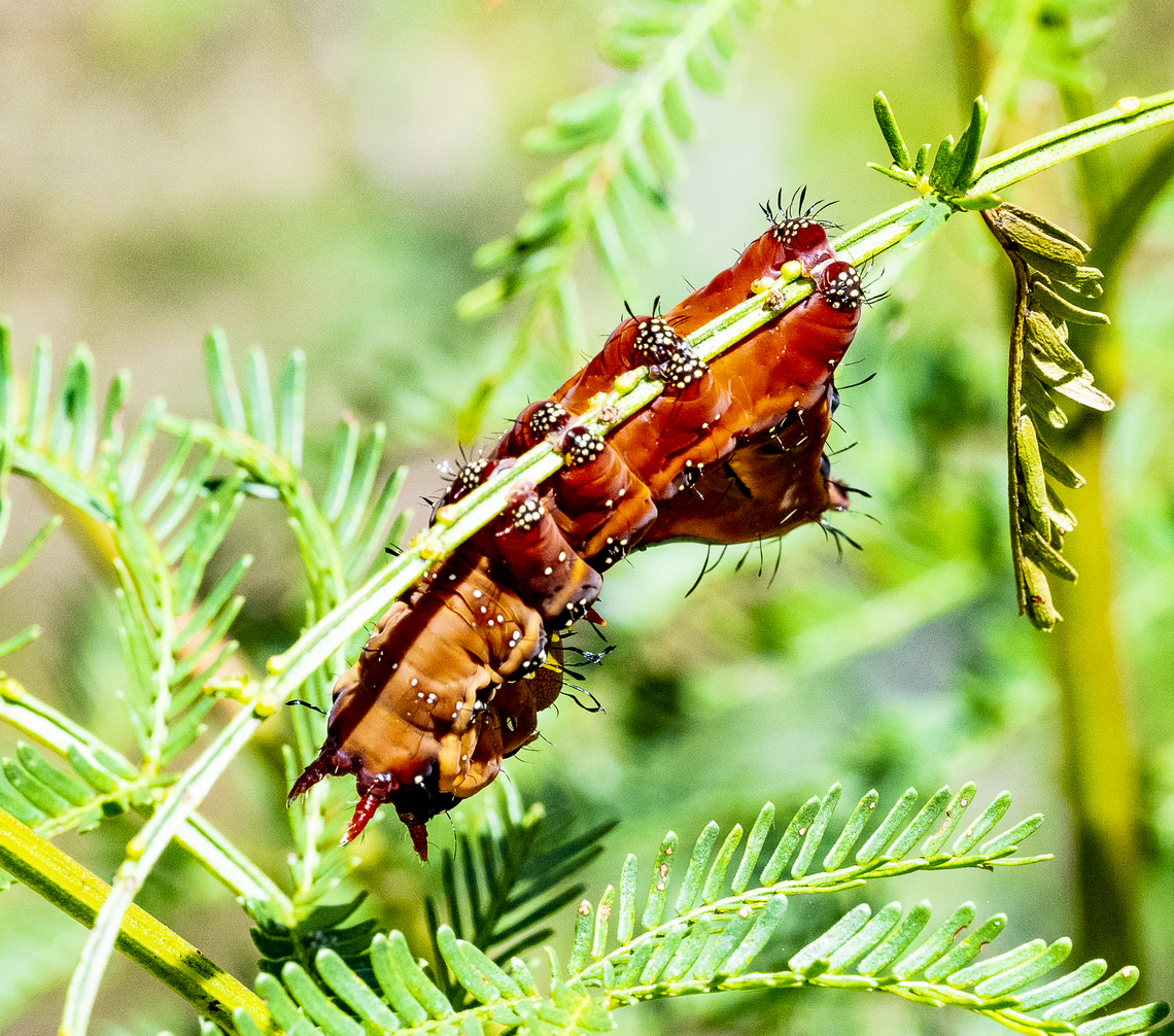 Neola semiaurata  Australia,Geotagged,Neola semiaurata,Summer