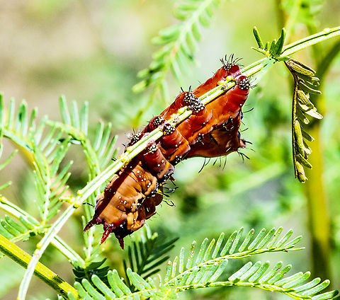 Neola semiaurata  Australia,Geotagged,Neola semiaurata,Summer