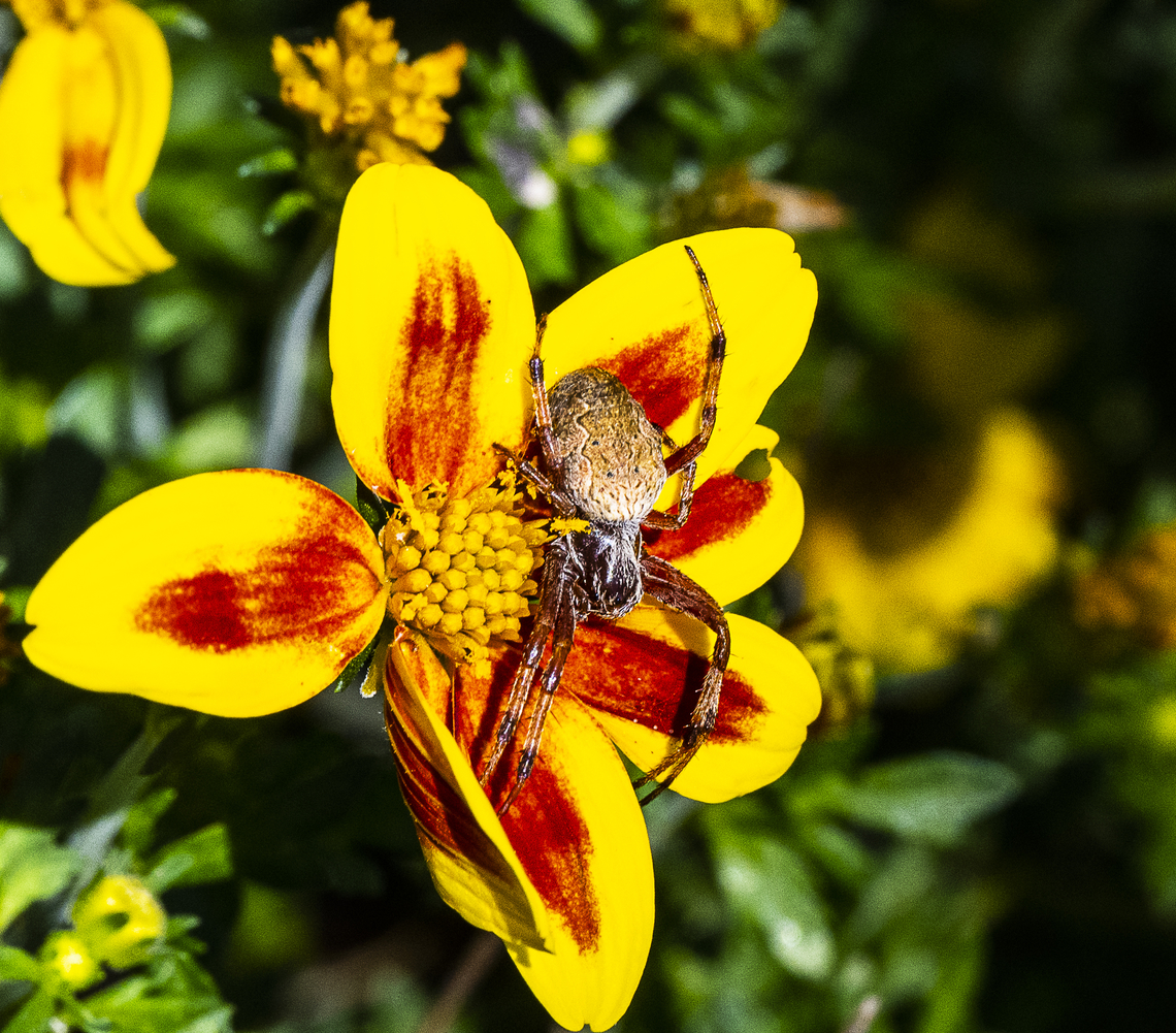 Cyclosa fuliginata  Australia,Cyclosa fuliginata,Geotagged,Sooty Orbweaver,Summer