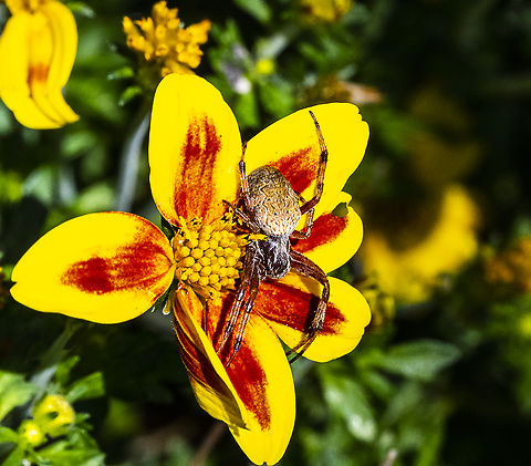 Cyclosa fuliginata  Australia,Cyclosa fuliginata,Geotagged,Sooty Orbweaver,Summer