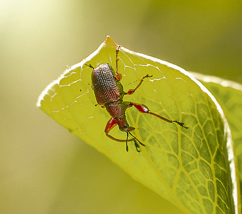 Leaf-rolling Weevil -  Euops falcata Weevil Australia,Euops falcata,Geotagged,Summer