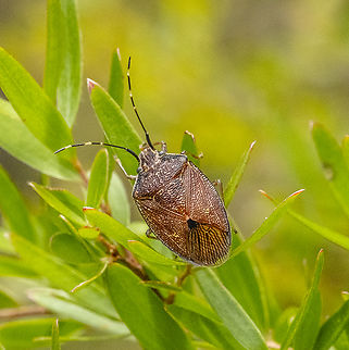 Dictyotus caenosus Brown Shield Bug Australia,Dictyotus caenosus,Geotagged,Summer