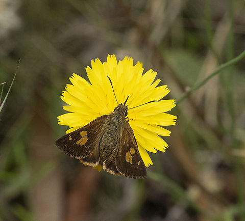 Timoconia flammeata - Bright Shield-skipper  Australia,Bright Shield-Skipper,Geotagged,Splendid Ochre,Summer,Timoconia flammeata,Trapezites symmomus