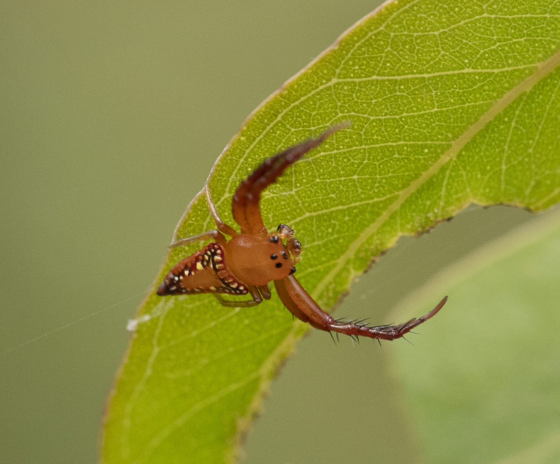 Arkys walckenaeri - Walckenaer's Studded Arkys  Arkys walckenaeri,Australia,Geotagged,Summer,Walckenaer's Studded Arkys