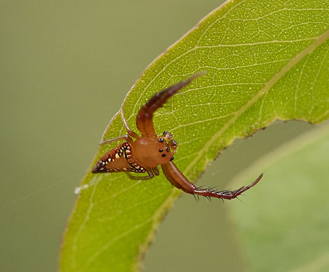 Arkys walckenaeri - Walckenaer's Studded Arkys  Arkys walckenaeri,Australia,Geotagged,Summer,Walckenaer's Studded Arkys