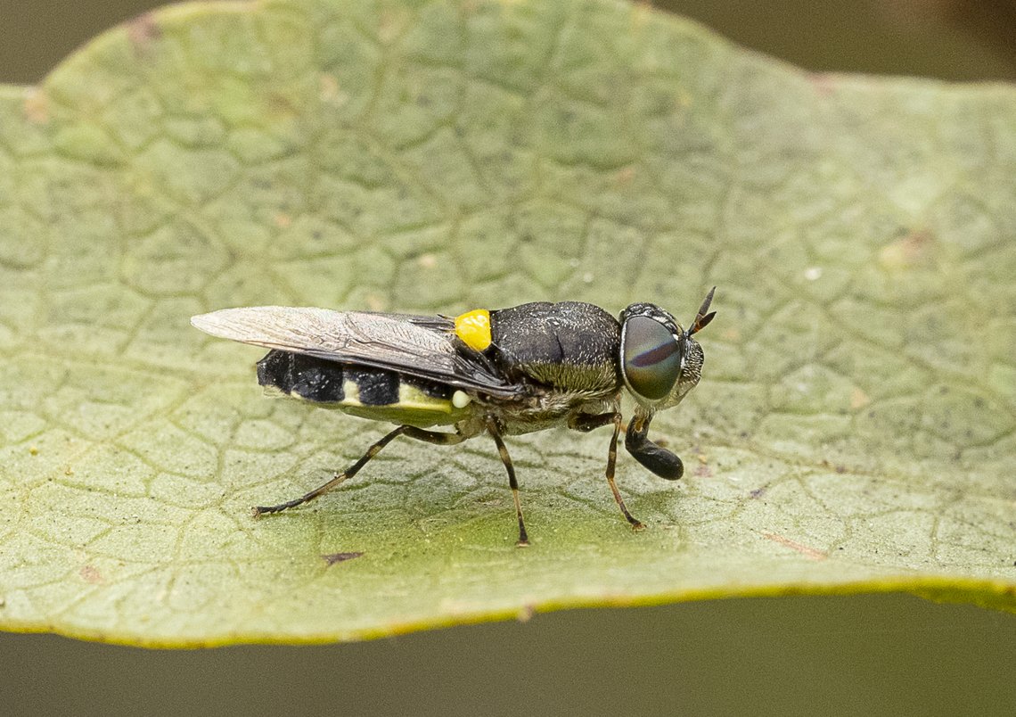 Odontomyia hunteri - Soldier fly  Australia,Geotagged,Odontomyia hunteri,Summer