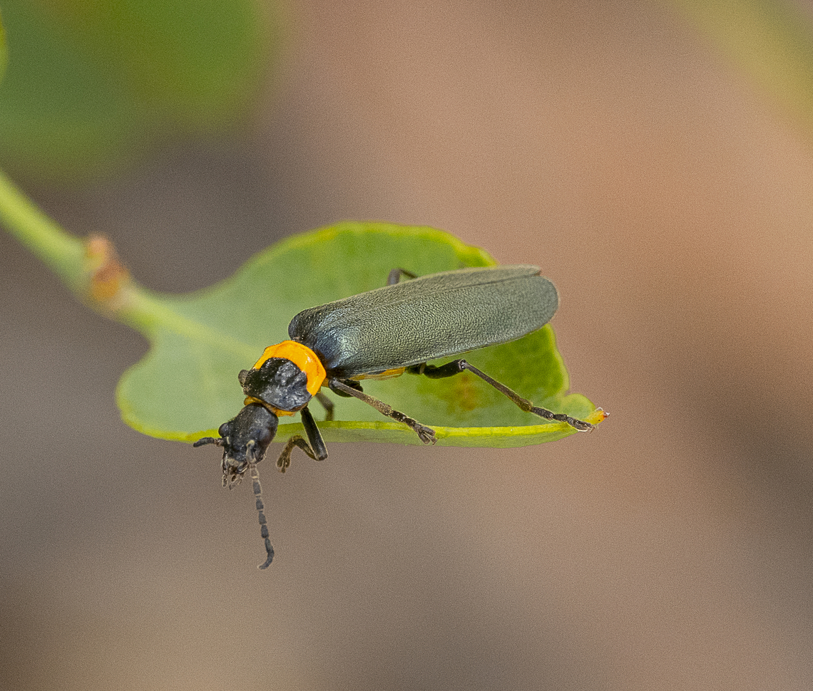 Chauliognathus lugubris - Plague soldier beetle  Australia,Chauliognathus lugubris,Geotagged,Plague soldier beetle,Summer