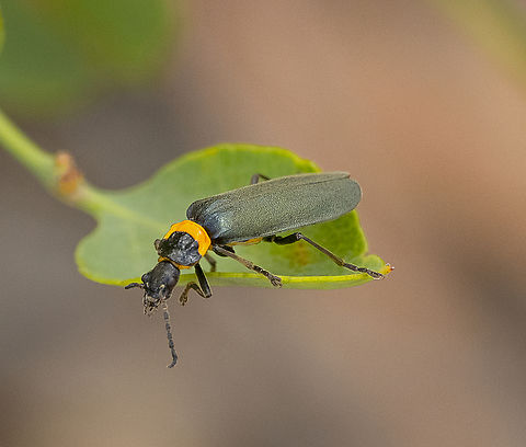 Chauliognathus lugubris - Plague soldier beetle  Australia,Chauliognathus lugubris,Geotagged,Plague soldier beetle,Summer