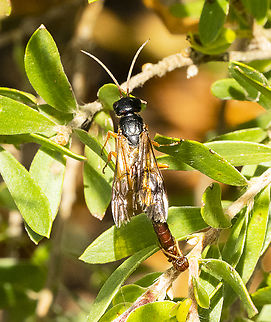 Wasp union - Flower wasp ?  Australia,Geotagged,Summer