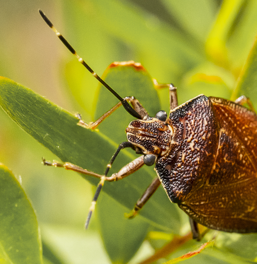 Dictyotus caenosus Brown shield bug Australia,Brown Shield Bug,Dictyotus caenosus,Geotagged,Summer