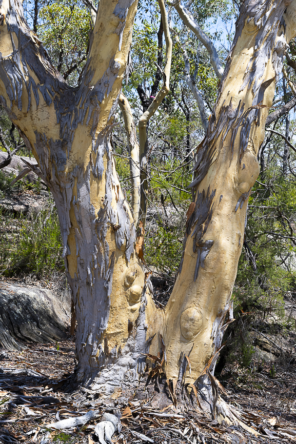 Eucalyptus haemastoma This tree has a smooth grey bark  that sheds itself in short ribbon like pieces. It reveals a light yellow trunk and branches with scribbles. Hence the term scribbly gum. These scribbles are tunnels that are made by the larvae of the Scribbly Gum Moth Australia,Eucalyptus haemastoma,Geotagged,Scribbly gum,Summer