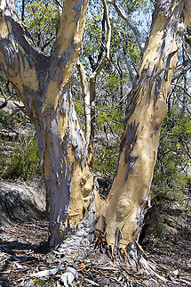 Eucalyptus haemastoma This tree has a smooth grey bark  that sheds itself in short ribbon like pieces. It reveals a light yellow trunk and branches with scribbles. Hence the term scribbly gum. These scribbles are tunnels that are made by the larvae of the Scribbly Gum Moth Australia,Eucalyptus haemastoma,Geotagged,Scribbly gum,Summer