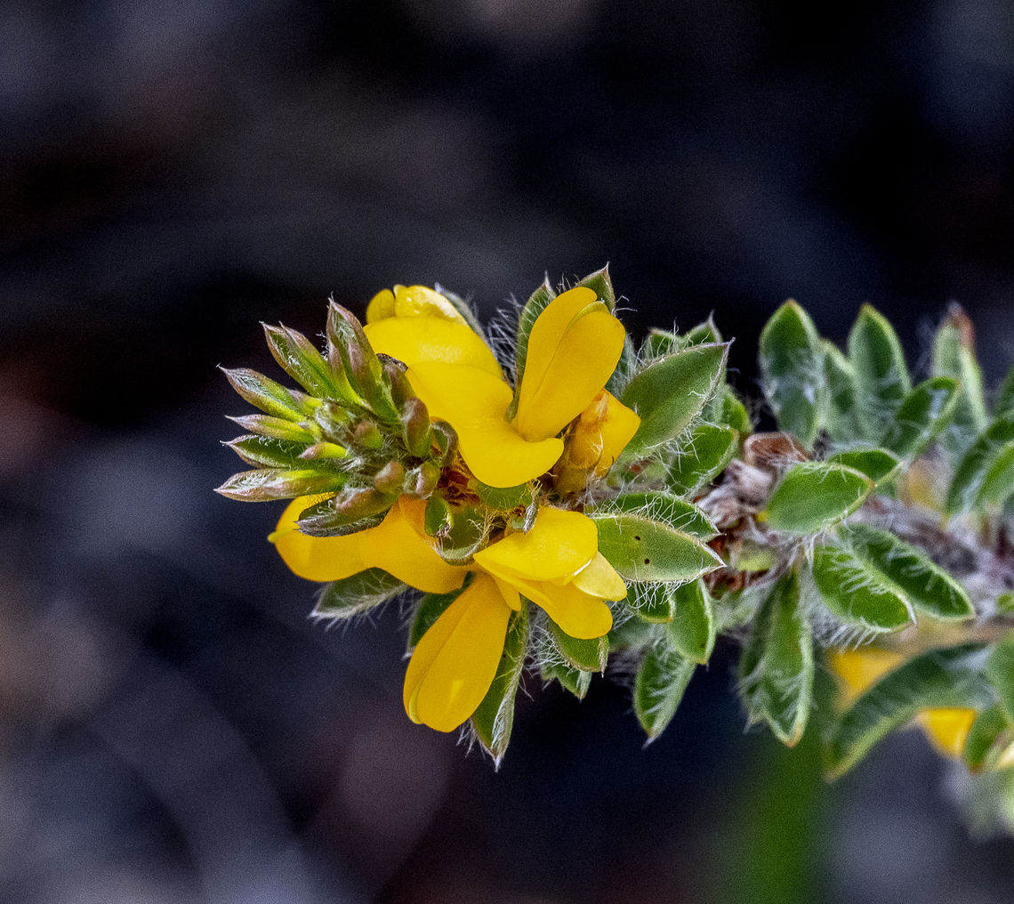 Pultenaea canescens  Australia,Geotagged,Plumed bush-pea,Pultenaea canescens,Summer