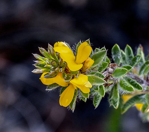 Pultenaea canescens  Australia,Geotagged,Plumed bush-pea,Pultenaea canescens,Summer