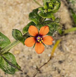 Scarlet Pimpernel - Lysimachia arvensis An introduced weed Anagallis arvensis,Australia,Geotagged,Scarlet pimpernel,Summer