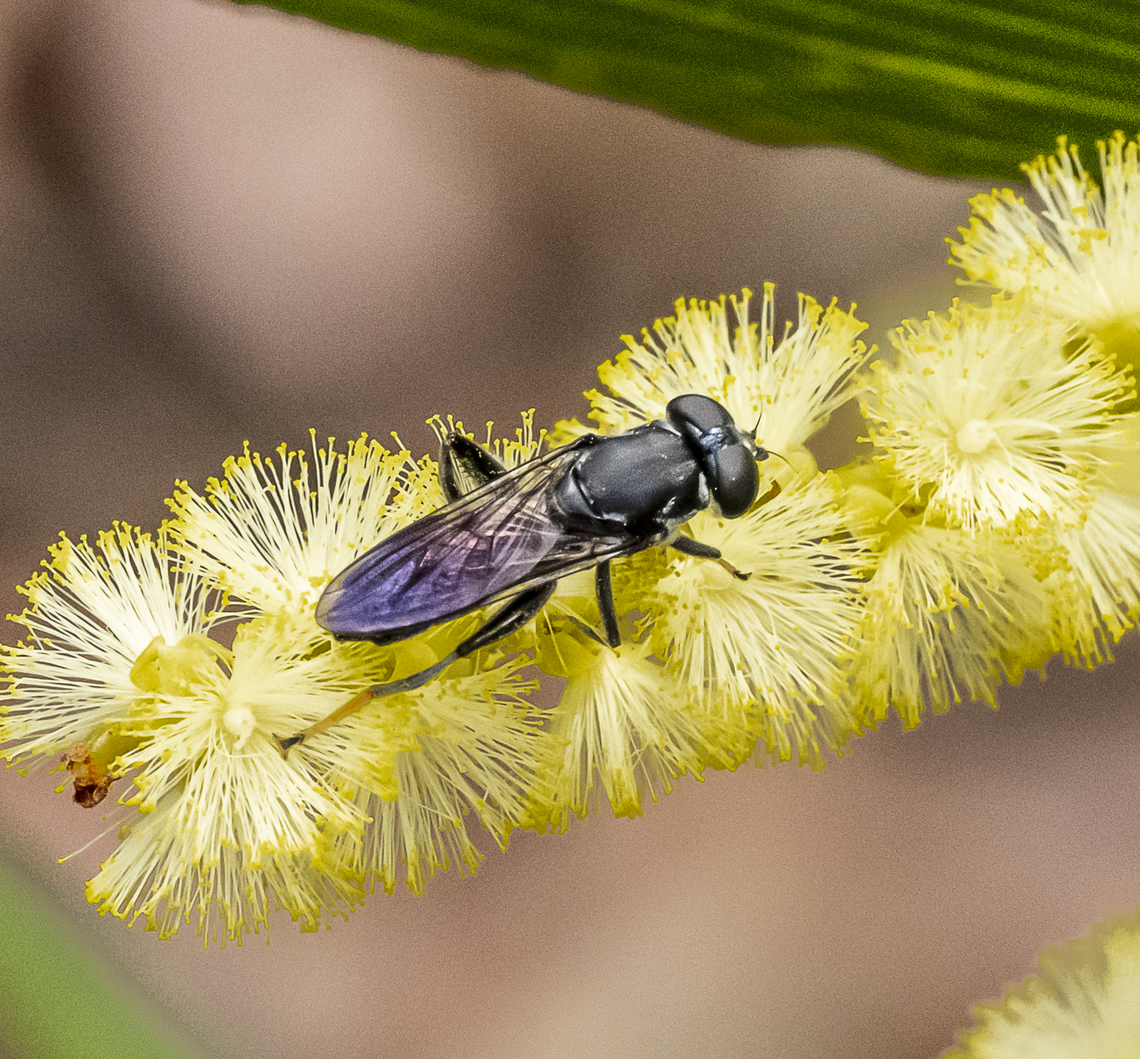 Xylota flavitarsis  Australia,Geotagged,Summer,Xylota flavitarsis
