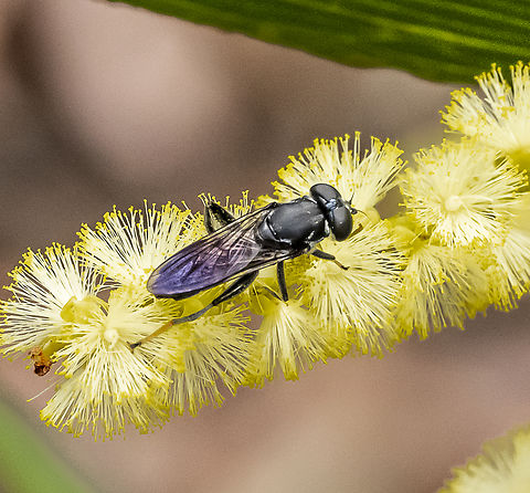Xylota flavitarsis  Australia,Geotagged,Summer,Xylota flavitarsis