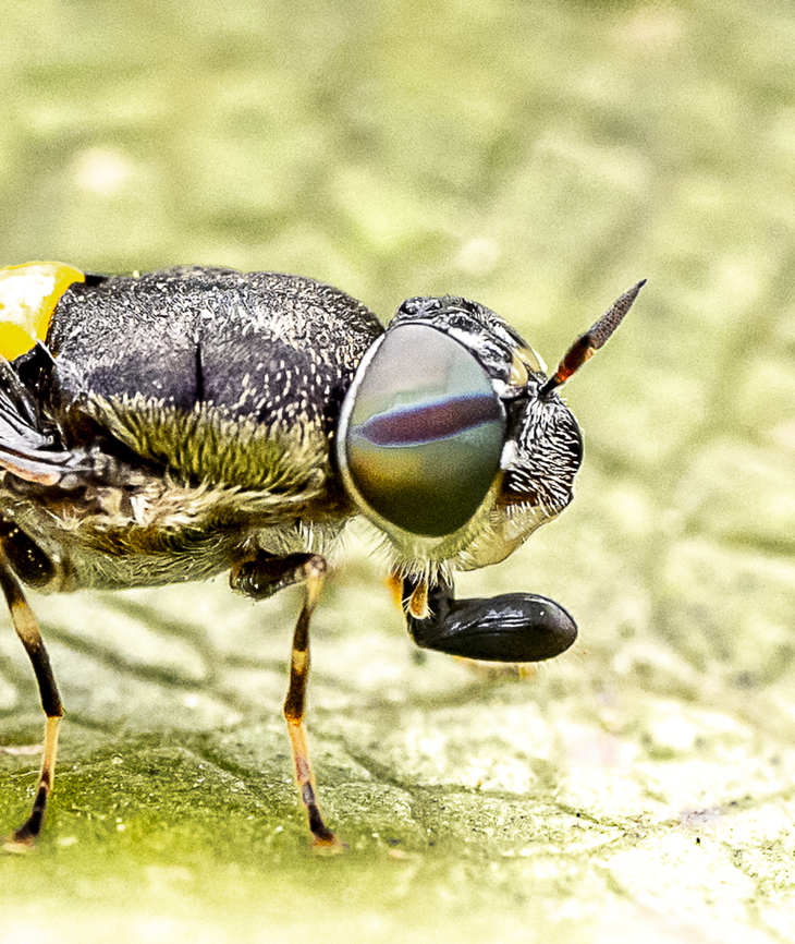 Odontomyia hunteri - Soldier fly A closer look Australia,Geotagged,Odontomyia hunteri,Summer
