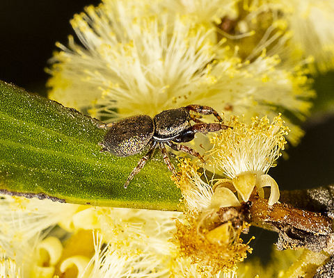 Big biceps jumping spider Very tiny - rotated Australia,Geotagged,Sassacus vitis,Summer