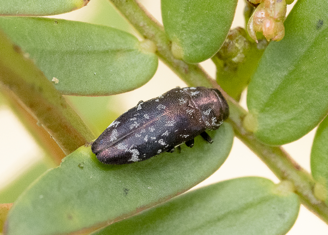 Diphucrania sp. Jewel Beetle Australia,Geotagged,Summer