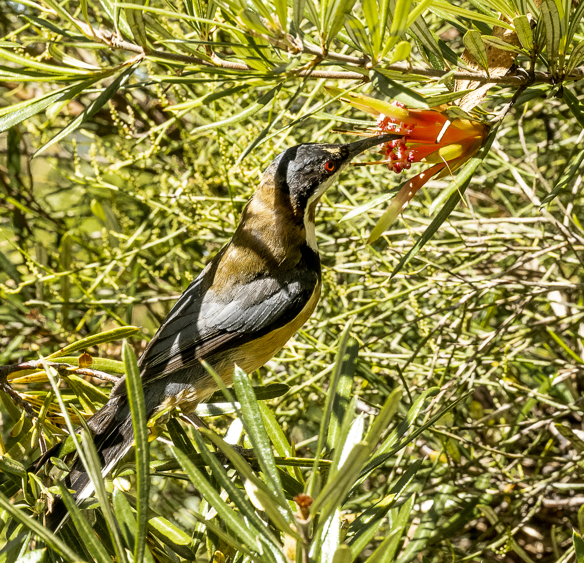 Eastern spinebill Meets mountain devil Acanthorhynchus tenuirostris,Australia,Eastern spinebill,Geotagged,Summer