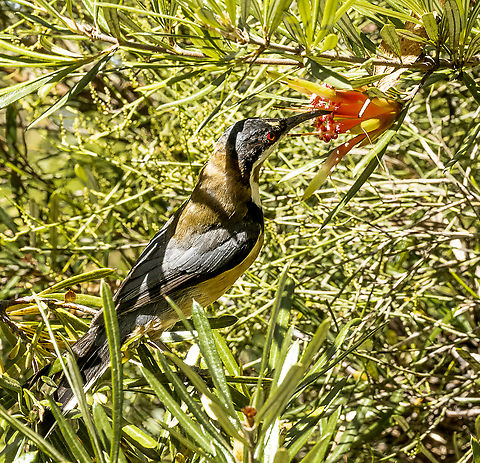 Eastern spinebill Meets mountain devil Acanthorhynchus tenuirostris,Australia,Eastern spinebill,Geotagged,Summer