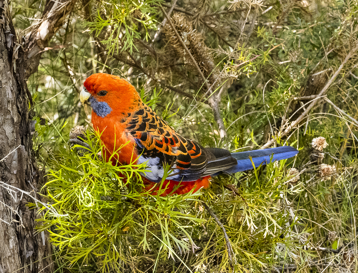 Crimson Rosella Juvenile I believe Australia,Crimson rosella,Eastern rosella,Geotagged,Platycercus elegans,Platycercus eximius,Summer