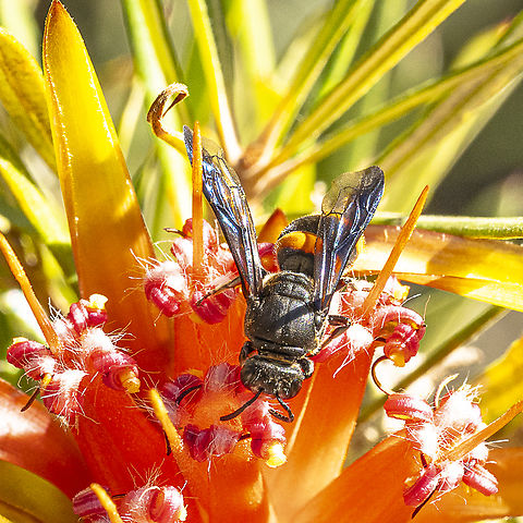 Wasp Mimic Bee -  Hyleoides concinna Meets mountain devil Australia,Geotagged,Hyleoides concinna,Summer