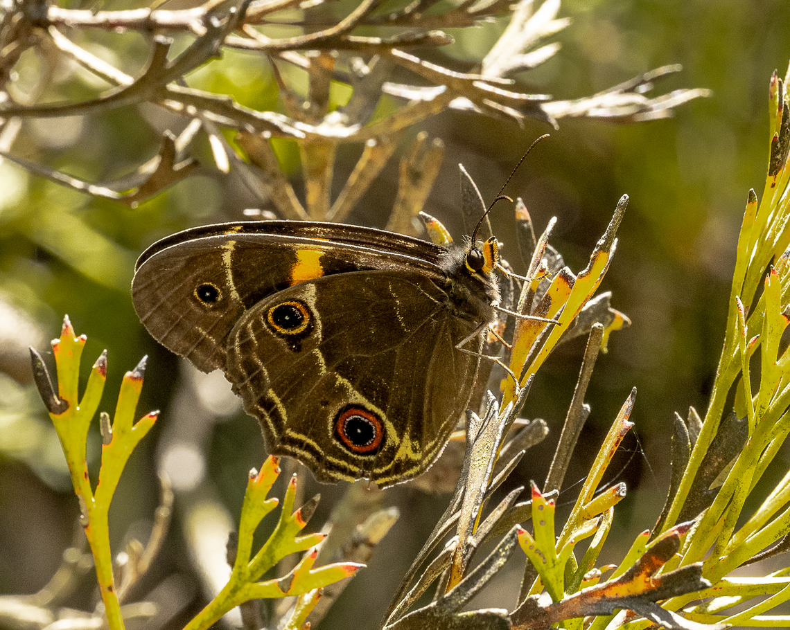 Tisiphone abeona Swordgrass brown Australia,Geotagged,Summer,Swordgrass brown,Tisiphone abeona