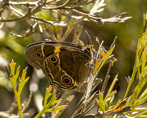 Tisiphone abeona Swordgrass brown Australia,Geotagged,Summer,Swordgrass brown,Tisiphone abeona