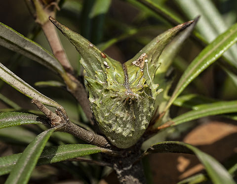 Mountain Devil - Lambertia formosa Seedpod - Hence its name Australia,Geotagged,Lambertia formosa,Mountain Devil,Summer