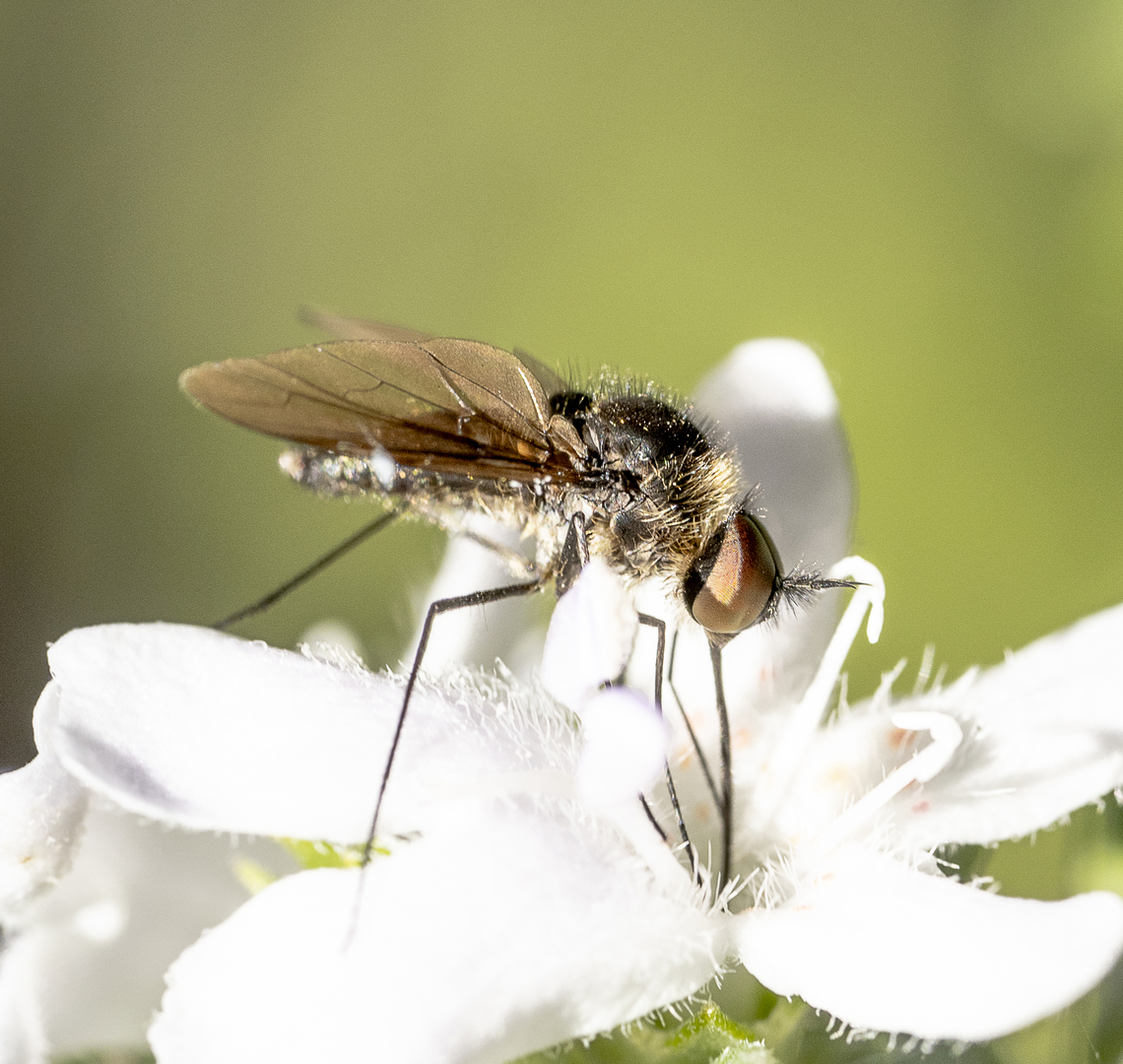 Slender Bee Fly - Geron sp.  Australia,Geotagged,Summer
