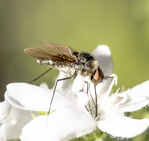 Slender Bee Fly - Geron sp.  Australia,Geotagged,Summer