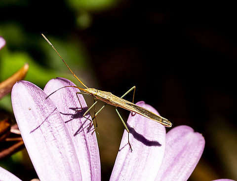 Leptocorisa acuta -  Paddy Bug  Australia,Geotagged,Leptocorisa acuta,Leptocorisa costalis,Summer