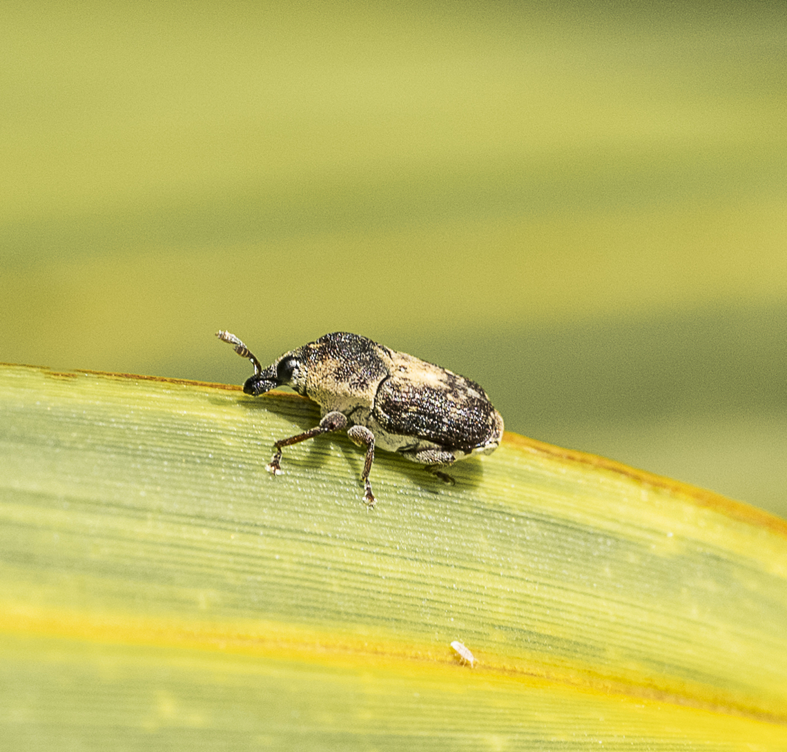 Weevil  Australia,Geotagged,Summer